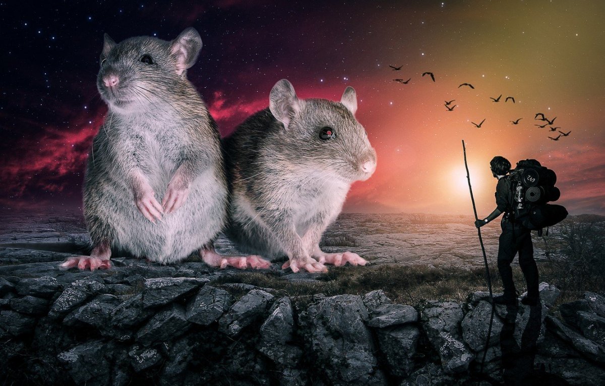 Танцующая мышь