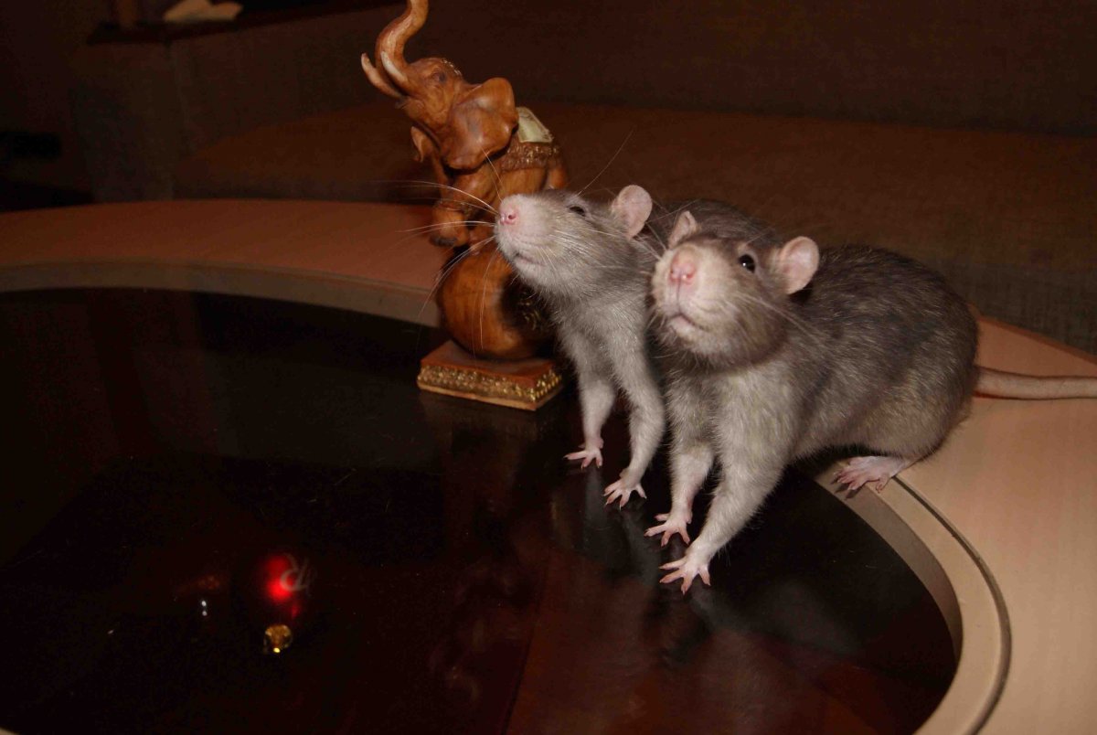 Четыре крысы