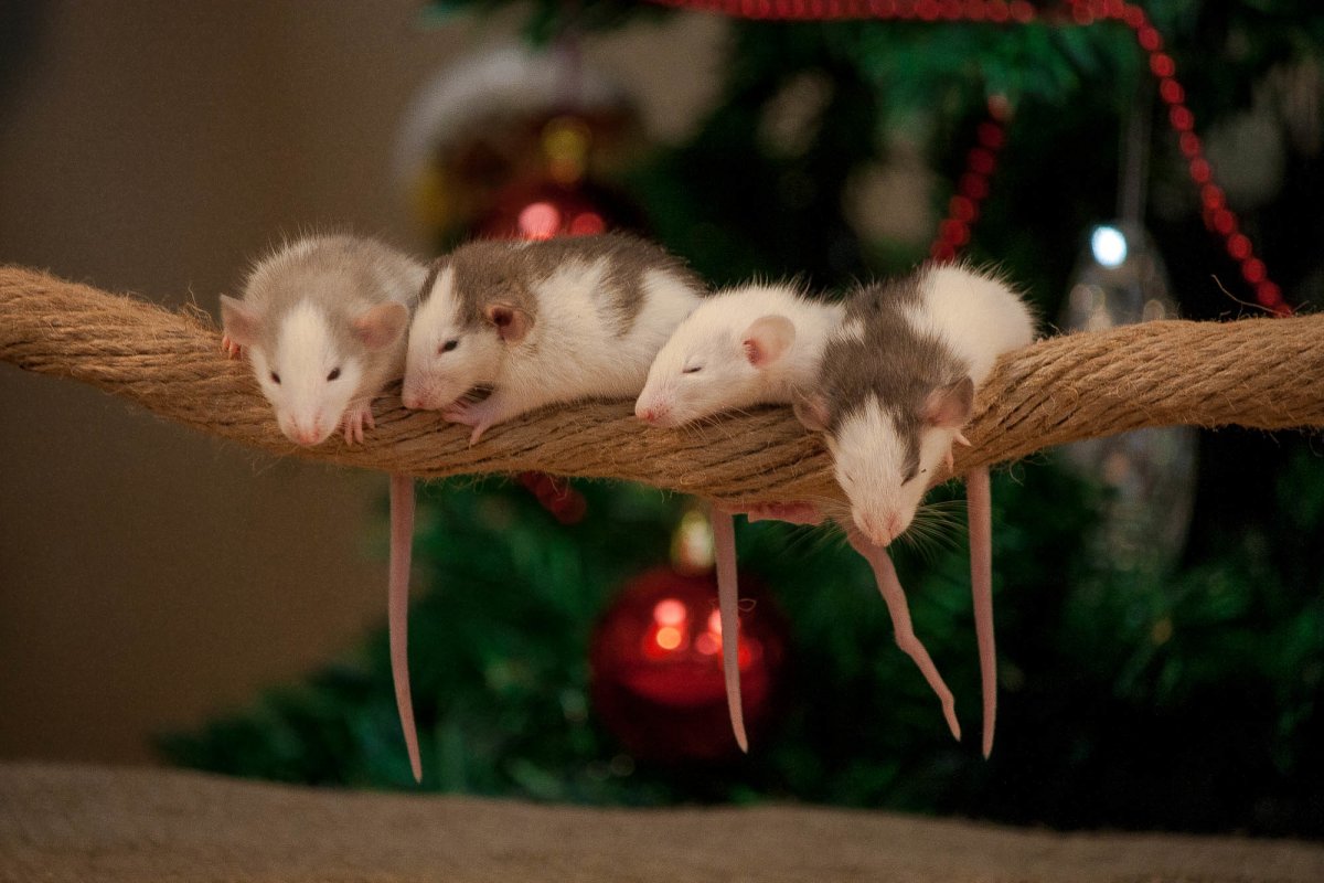 Крыса окрас бурмиз