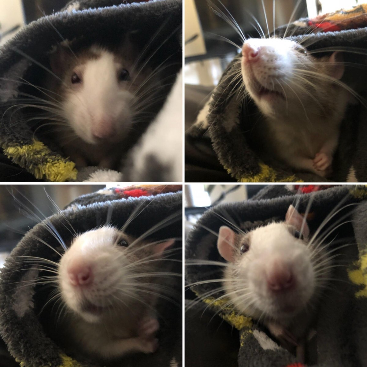 Мыши в пляс