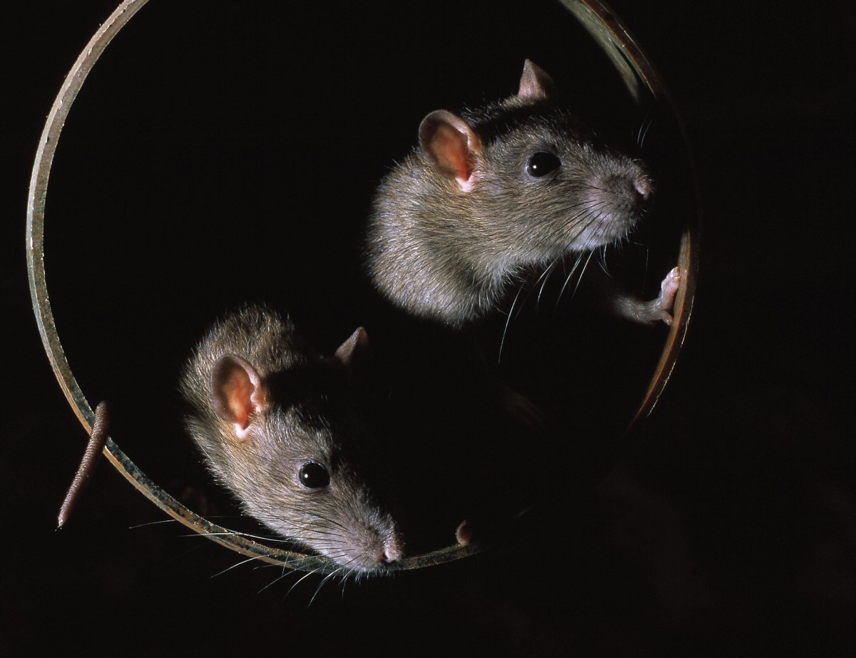 Смешные мышки