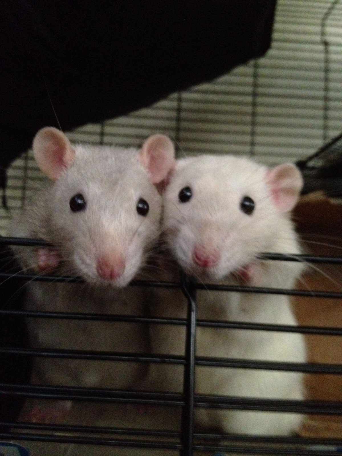 Крыса Лонг Эванс