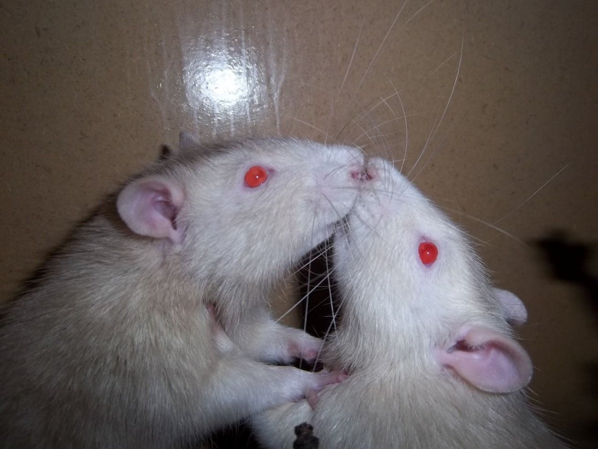 Две крысы смеются