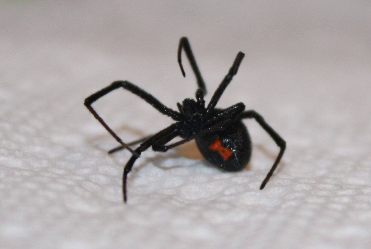 Черный паук с красным крестом