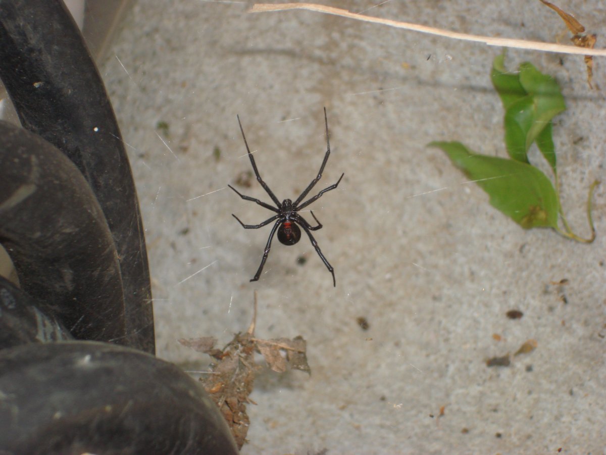 Черная вдова паук