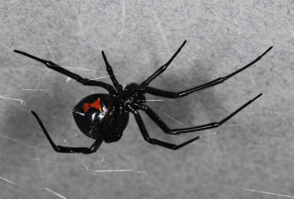 Черная вдова паук
