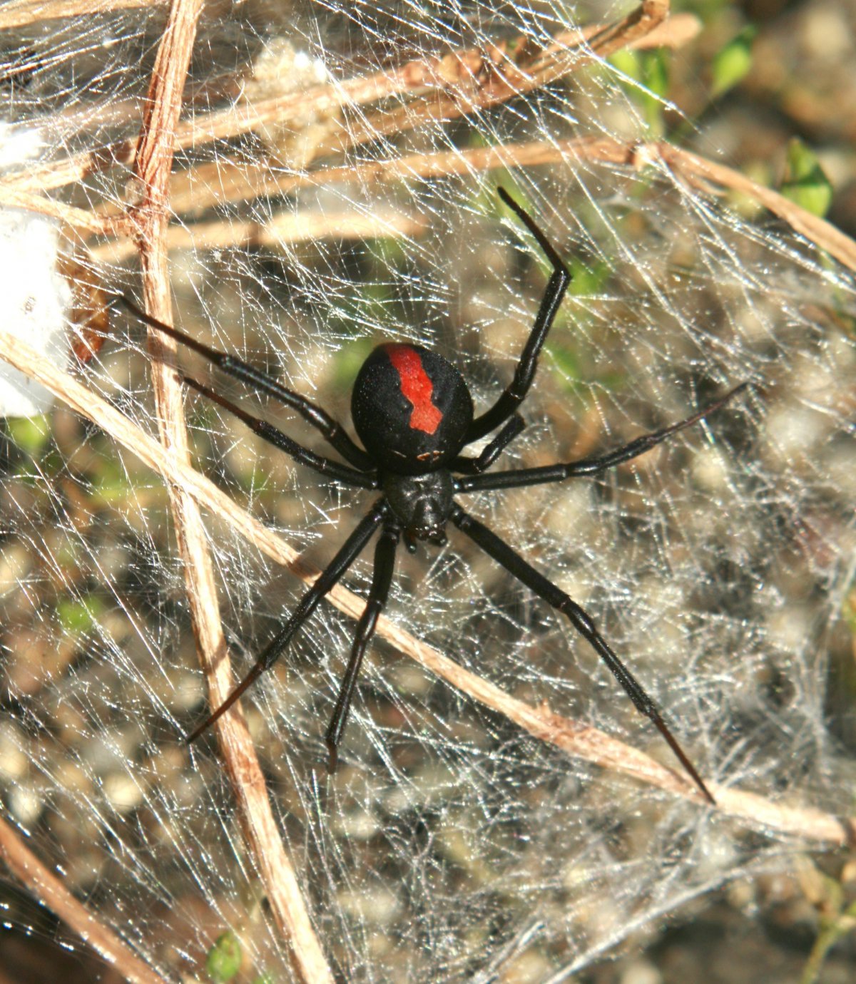Черный паук Ленинградская область