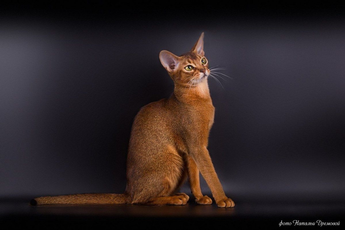 Порода абиссинец