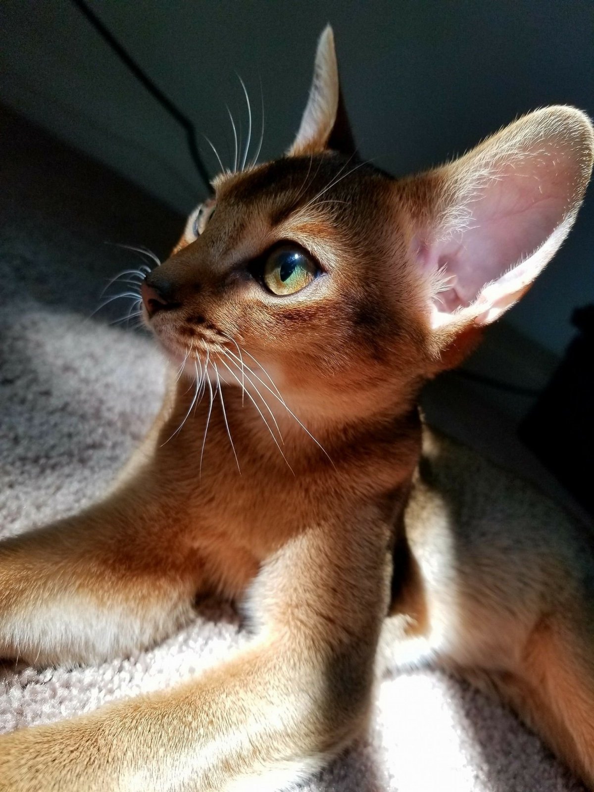 Абиссинская кошка