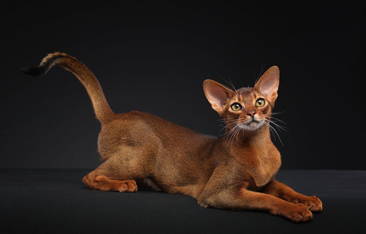 Абиссинская кошка референс