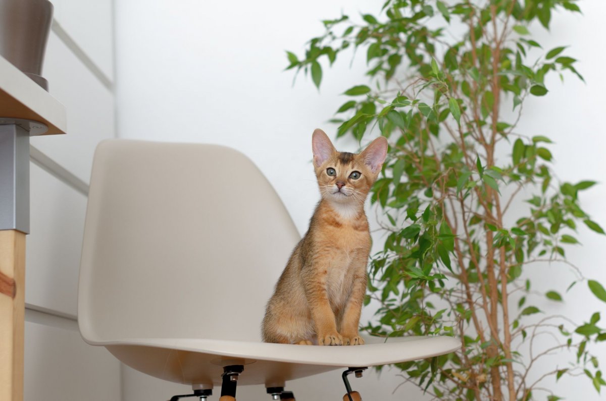 Абиссинская кошка