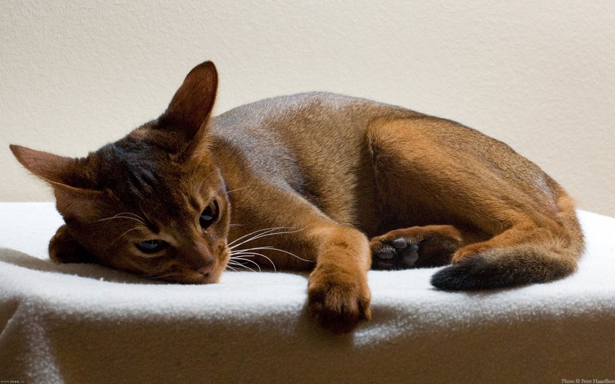 Абиссинская кошка черная