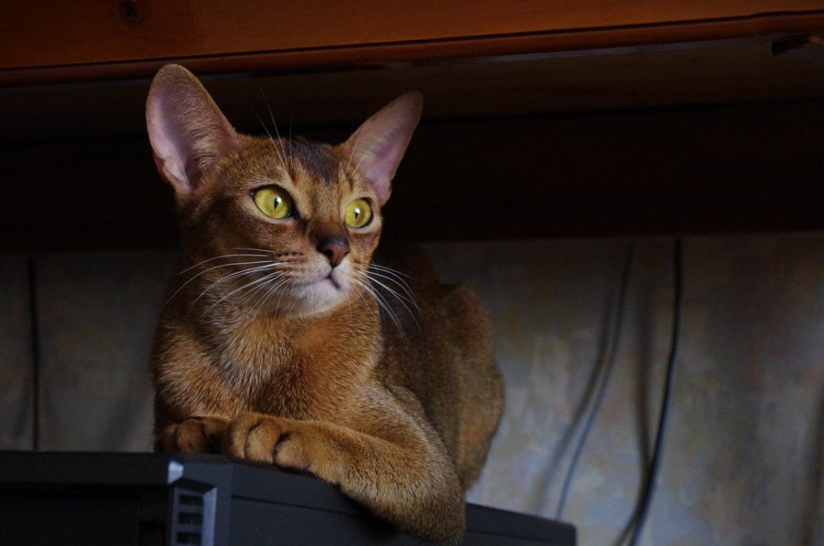 Порода абиссинец