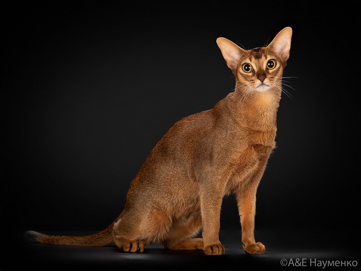 Абиссинский Ориентал