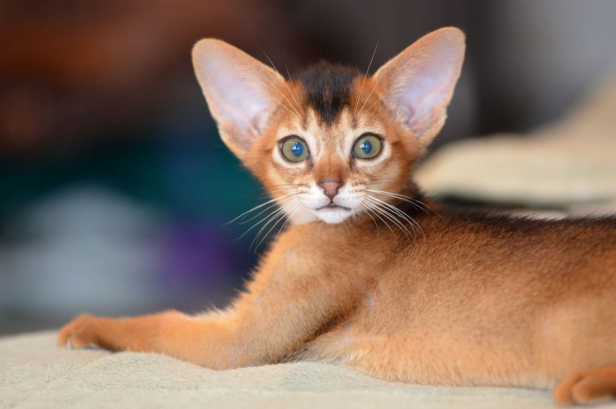 Абиссинская кошка короткошерстная