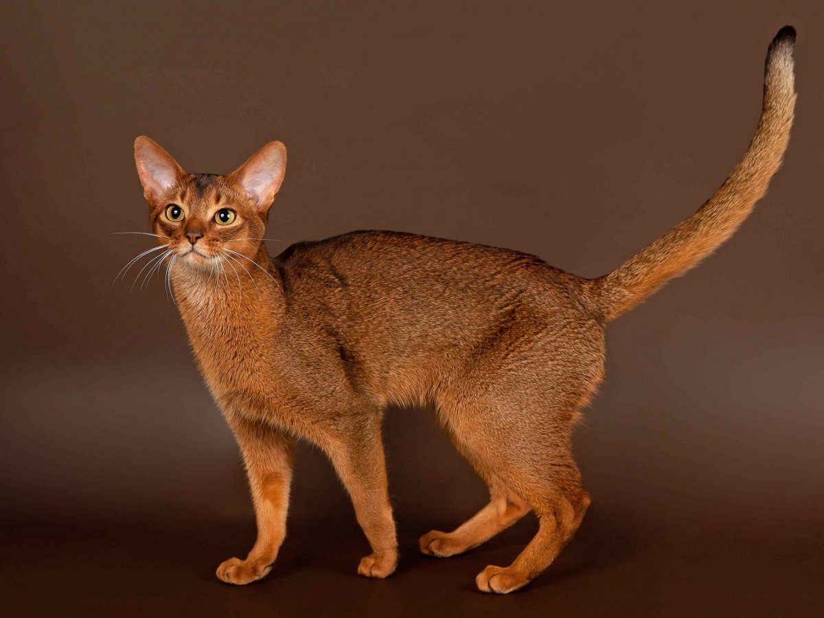 Абиссинец на кухне