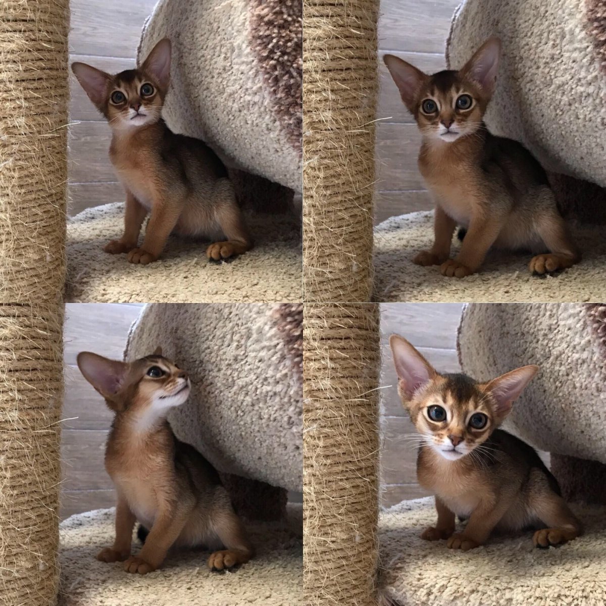 Эфиопская кошка абиссинец