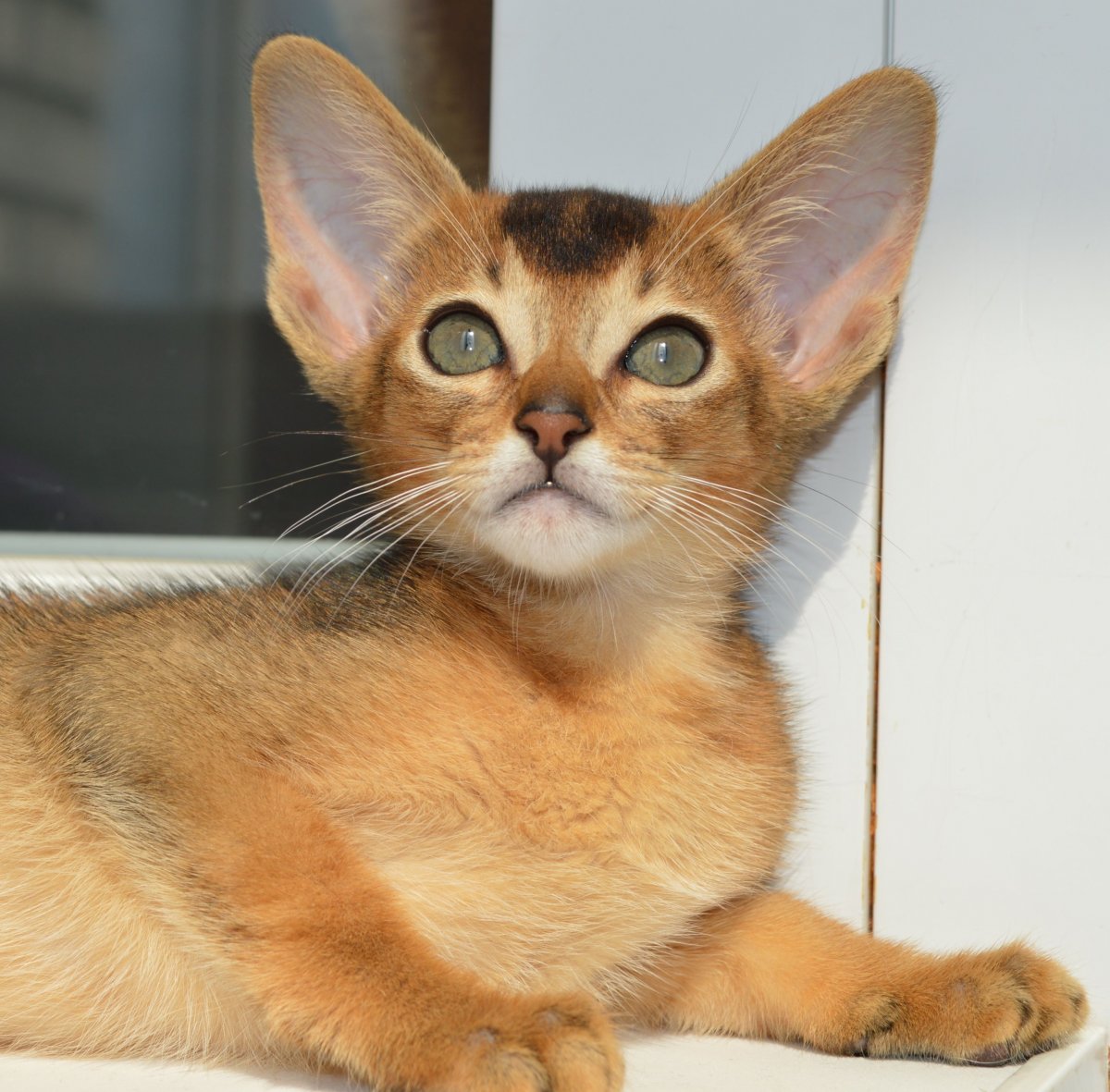 Экзотические домашние кошки