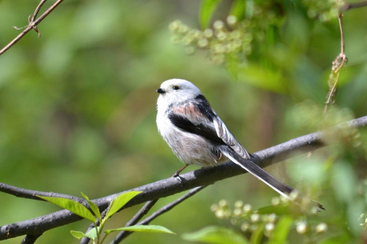 Серо голубая птица