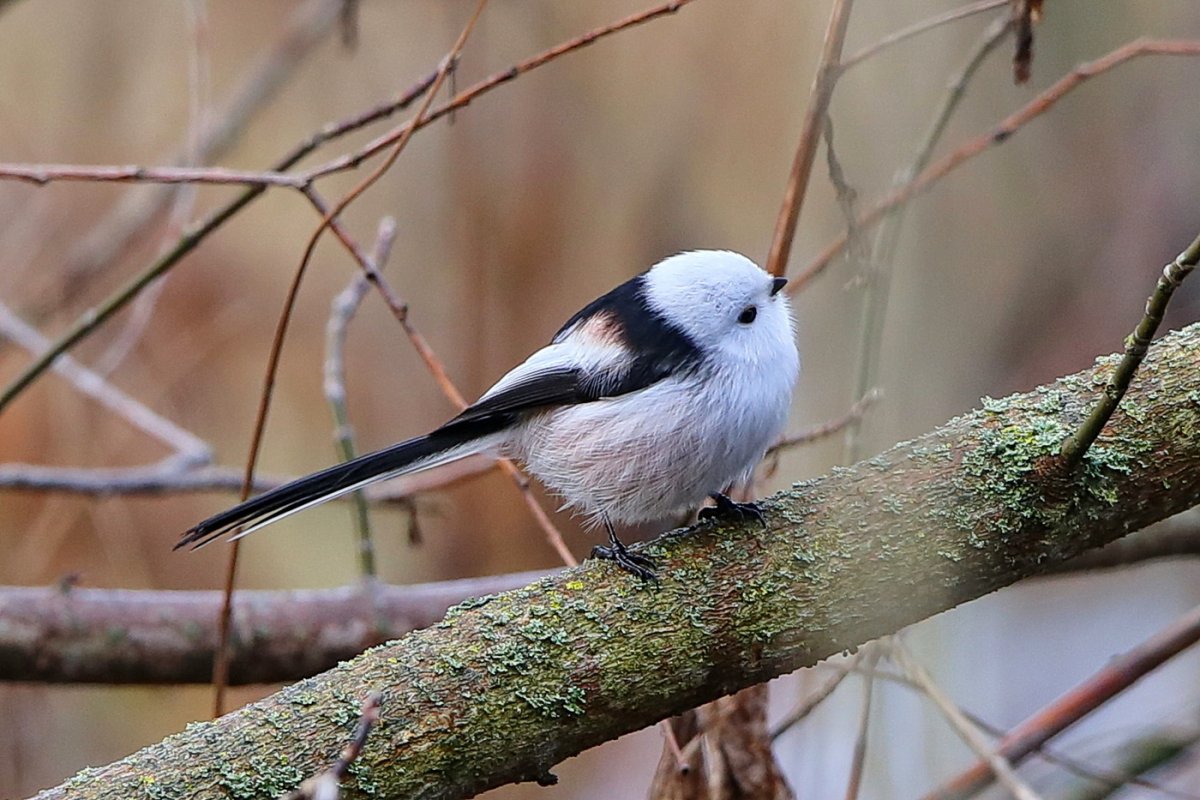 Маленькая белая птица