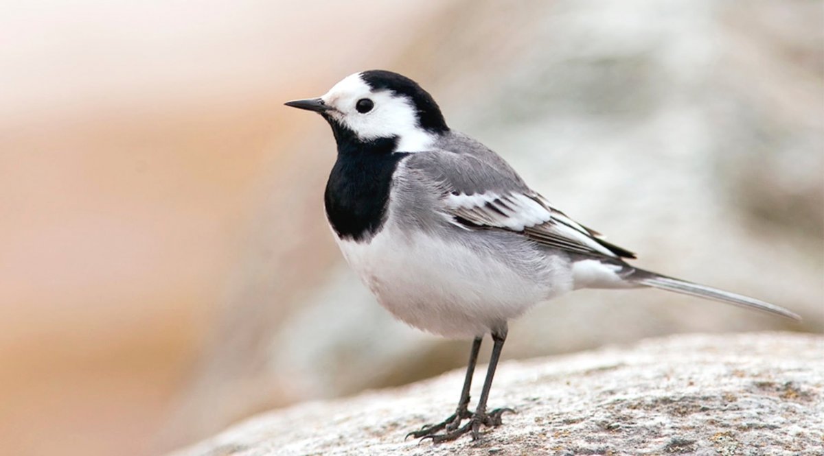 Птица с белой головой