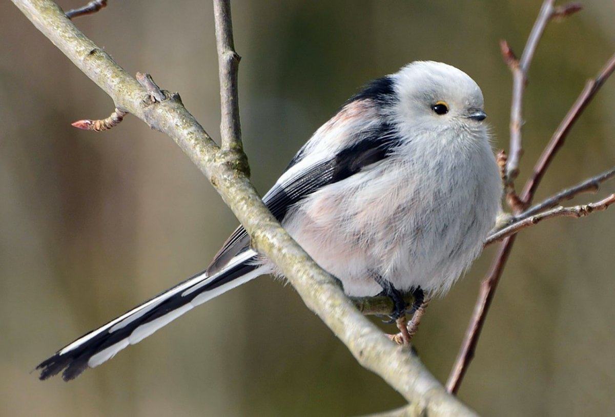 Птица синица длиннохвостая