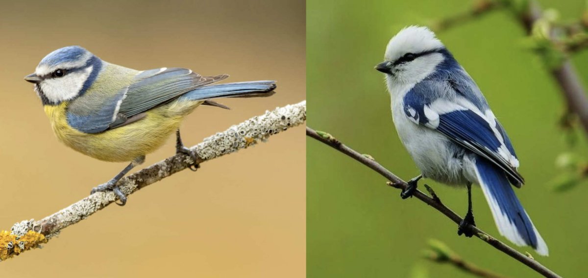 Японская длиннохвостая синица