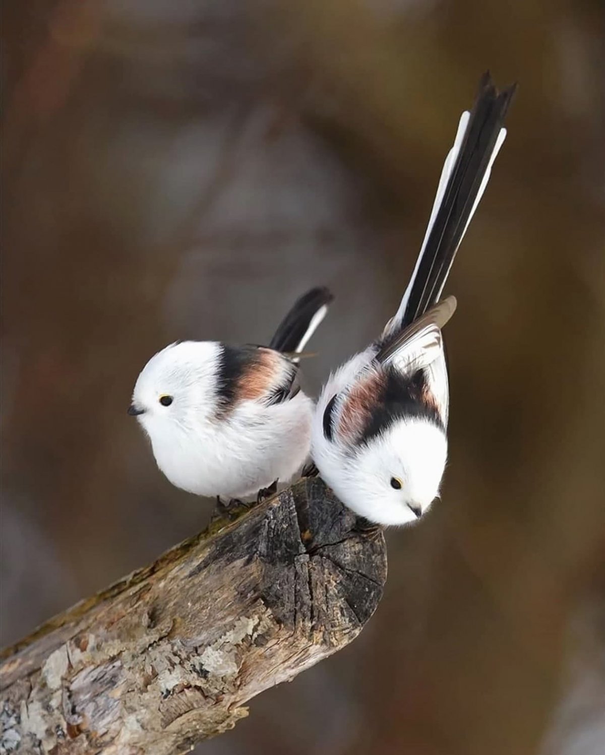 Сойка серая