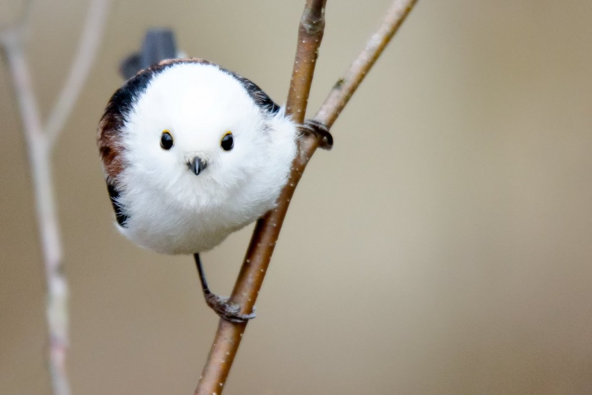 Диннохвостая стнийа лполовник