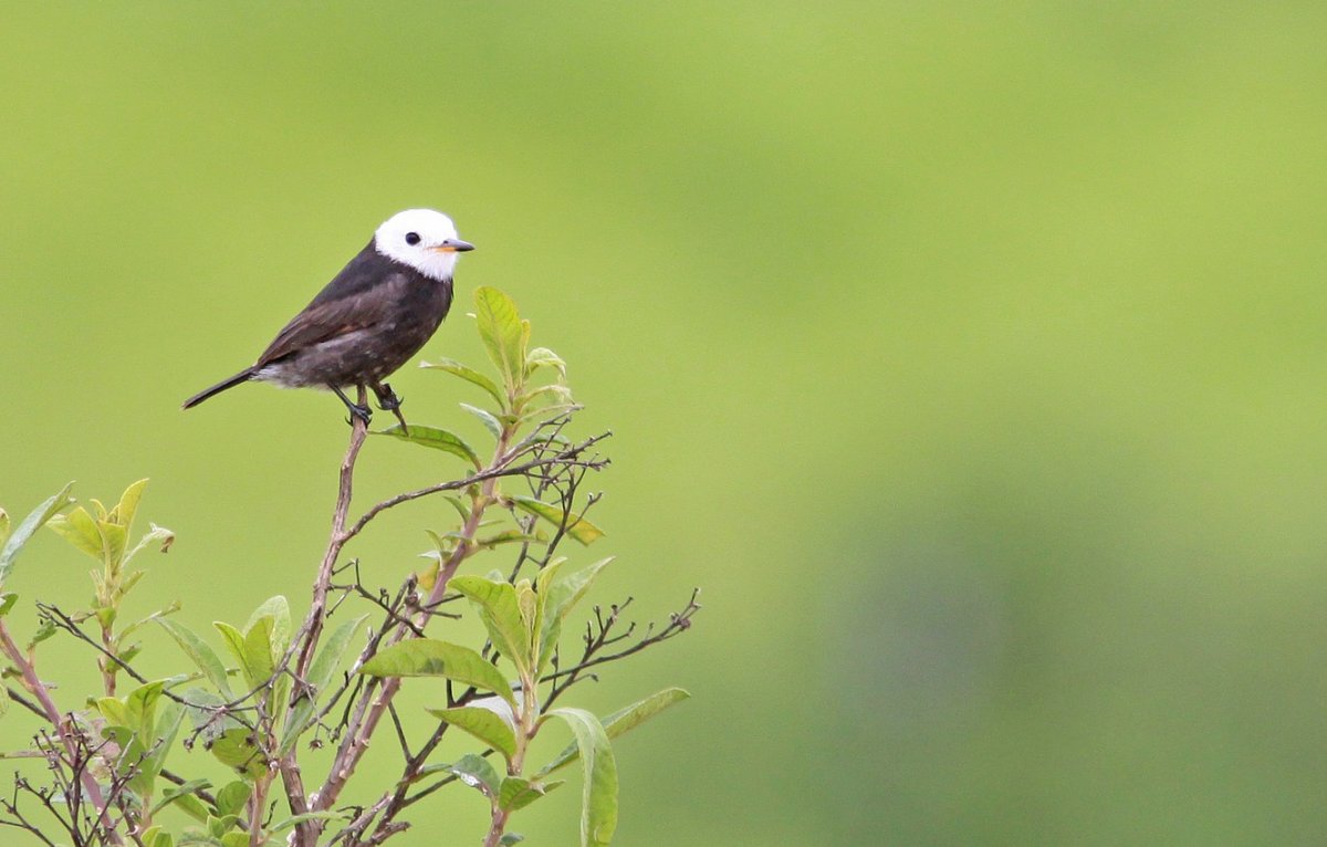 Черная длиннохвостая синица