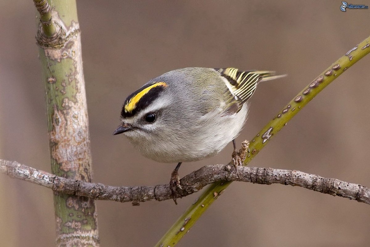 Белая птица с черной головой
