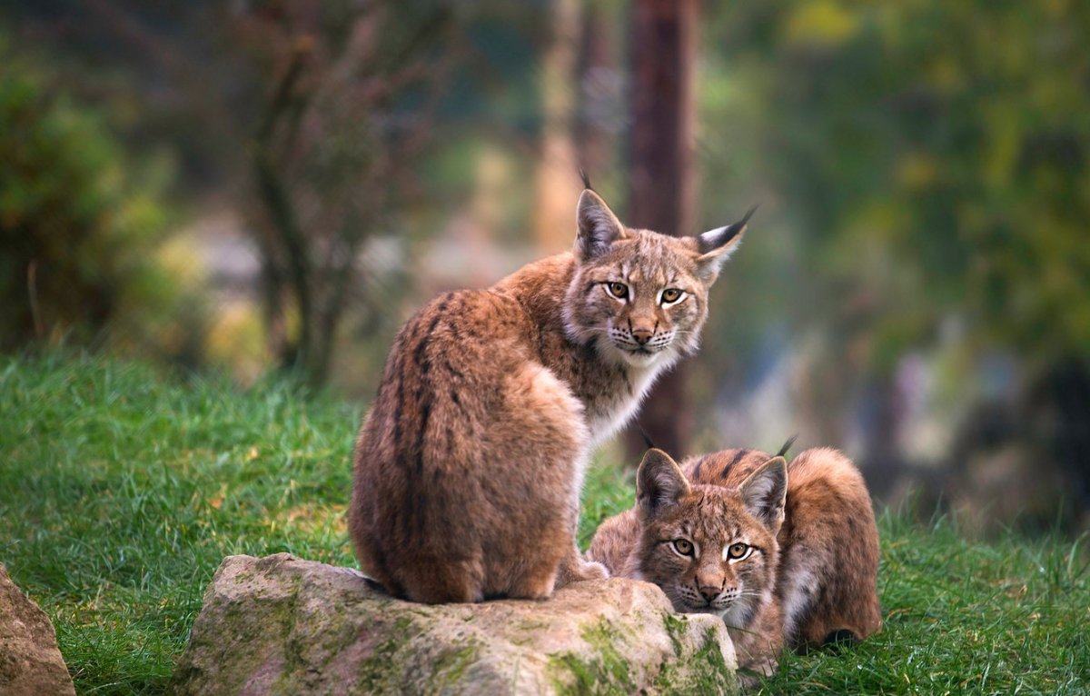 Шотландская Лесная кошка
