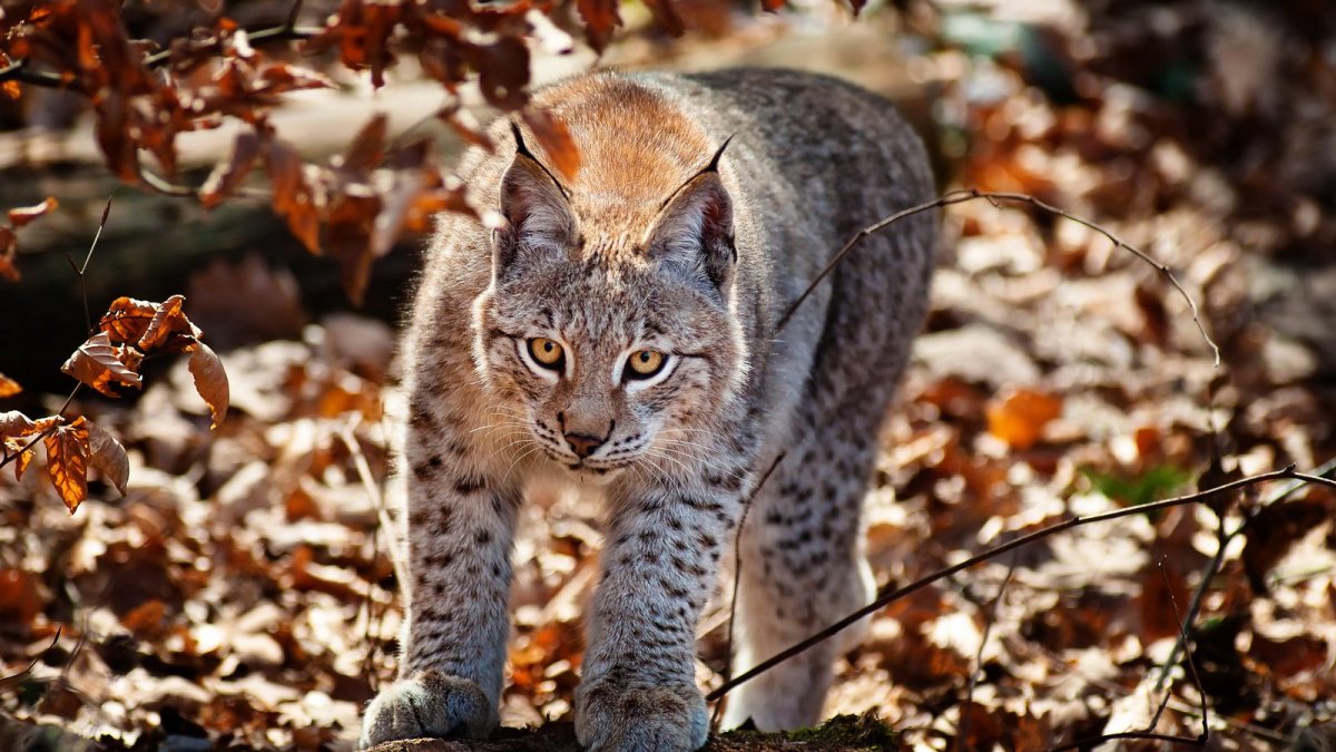 Рысь Дальневосточный Амурский
