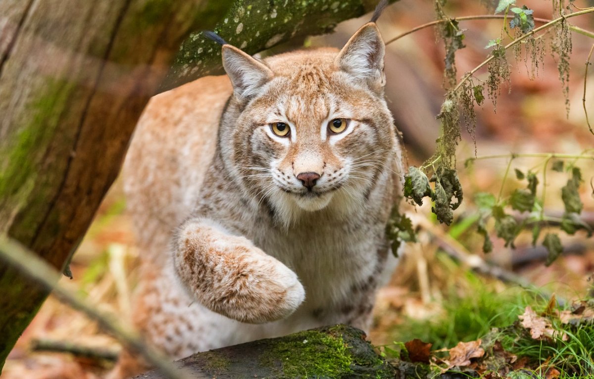 Дикие кошки беларуси