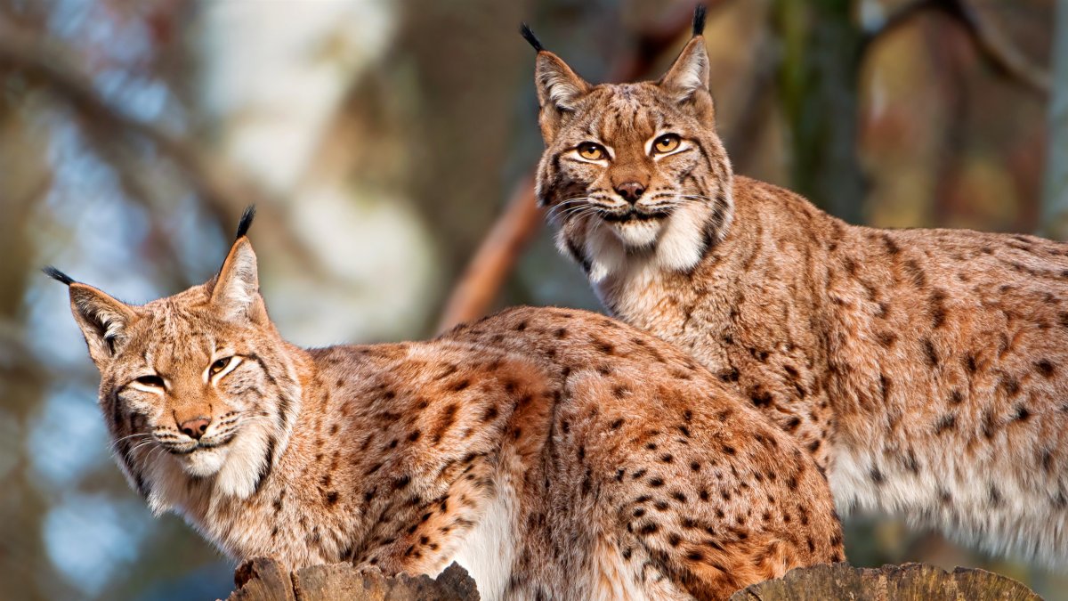 Евроазиатская Рысь