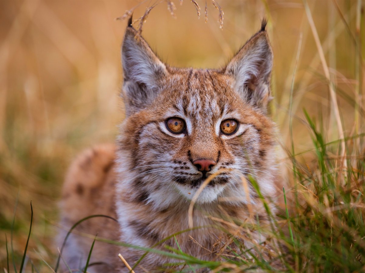 Рысь - Lynx Lynx (Linnaeus, 1758)