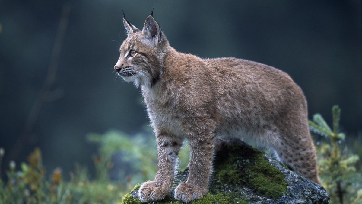 Рысь - Lynx Lynx (Linnaeus, 1758)