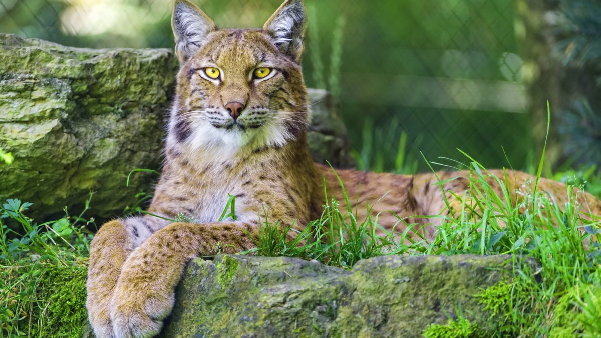 Рысь в траве