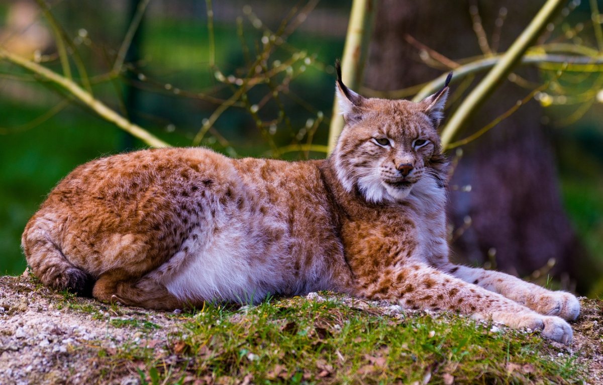 Иберийская Рысь лапы