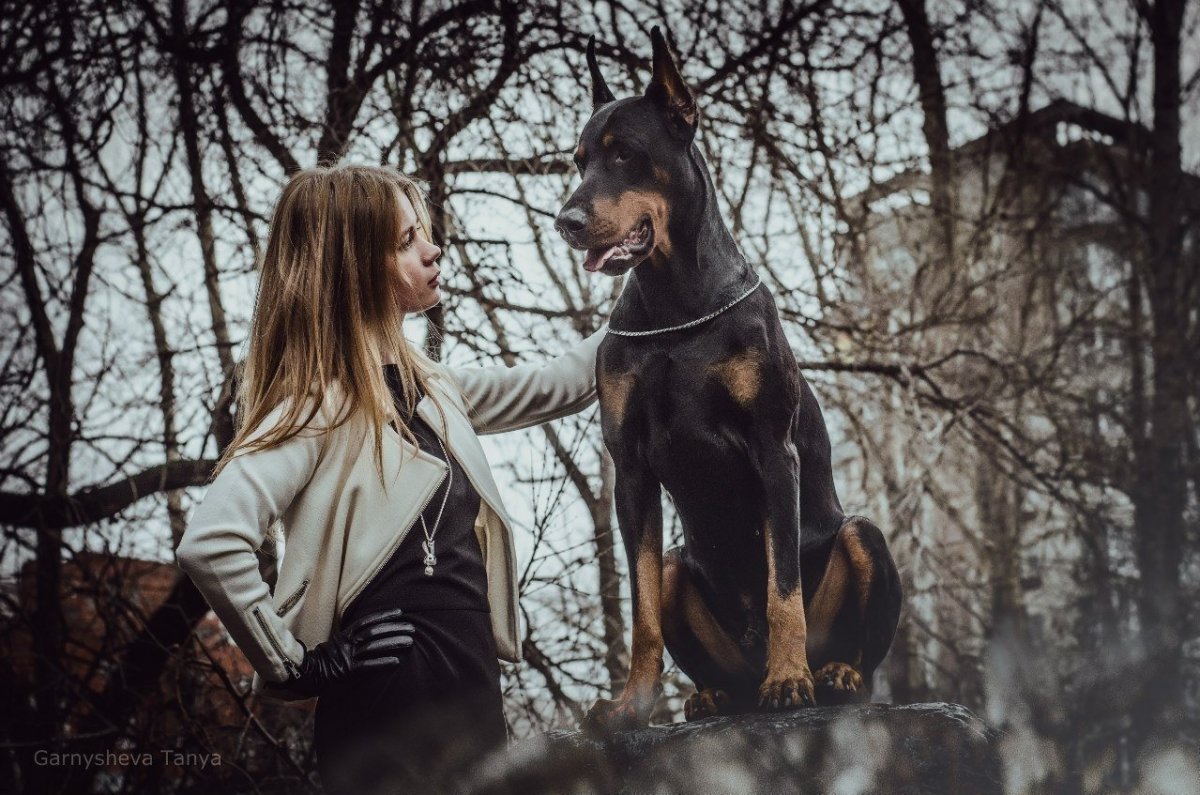 Доберман и овчарка