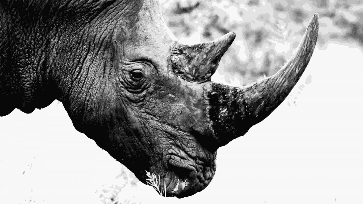 Яванский носорог