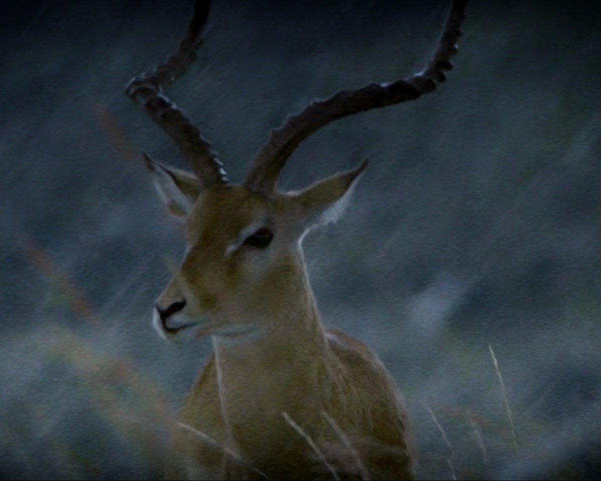 Олени бодаются рогами