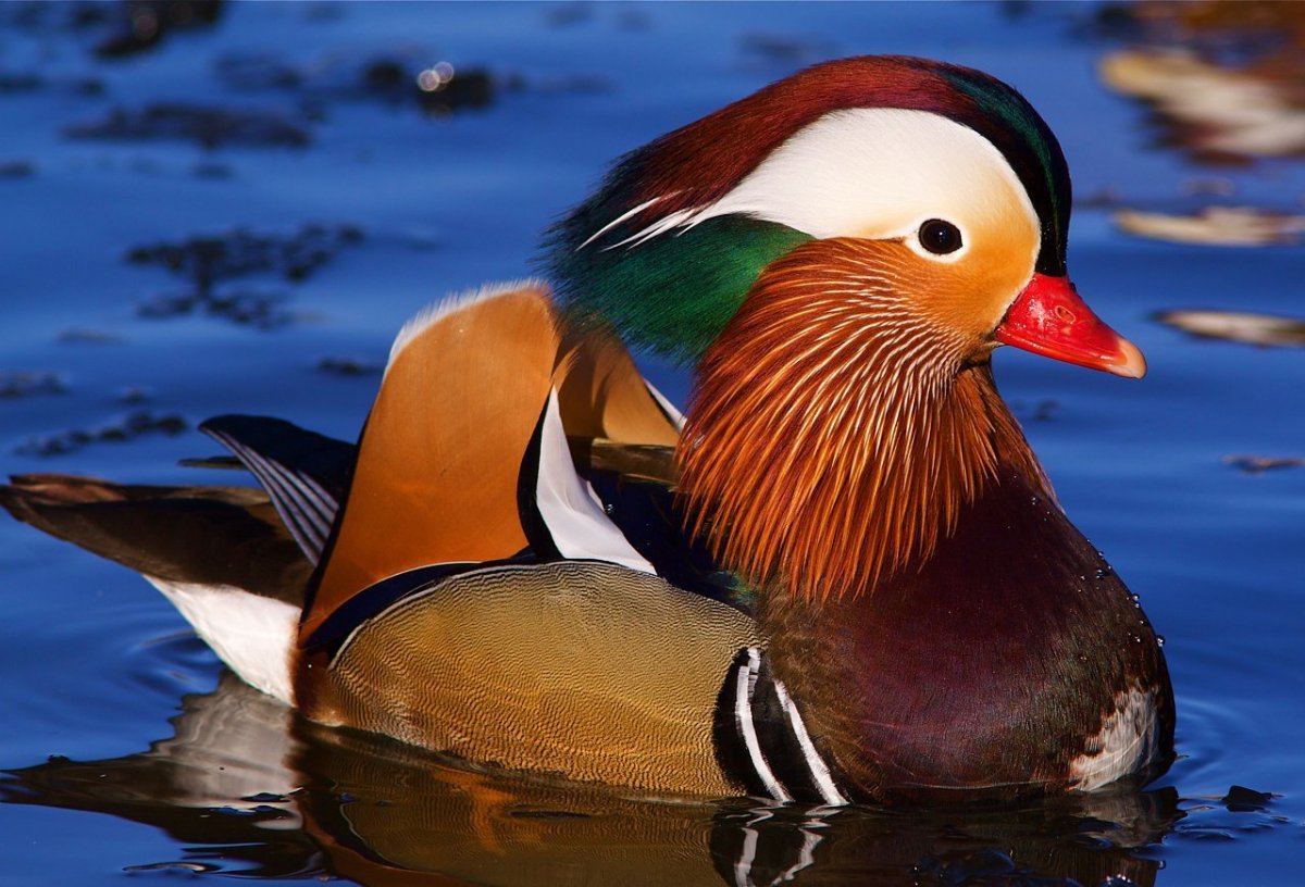 Восточный карликовый Зимородок