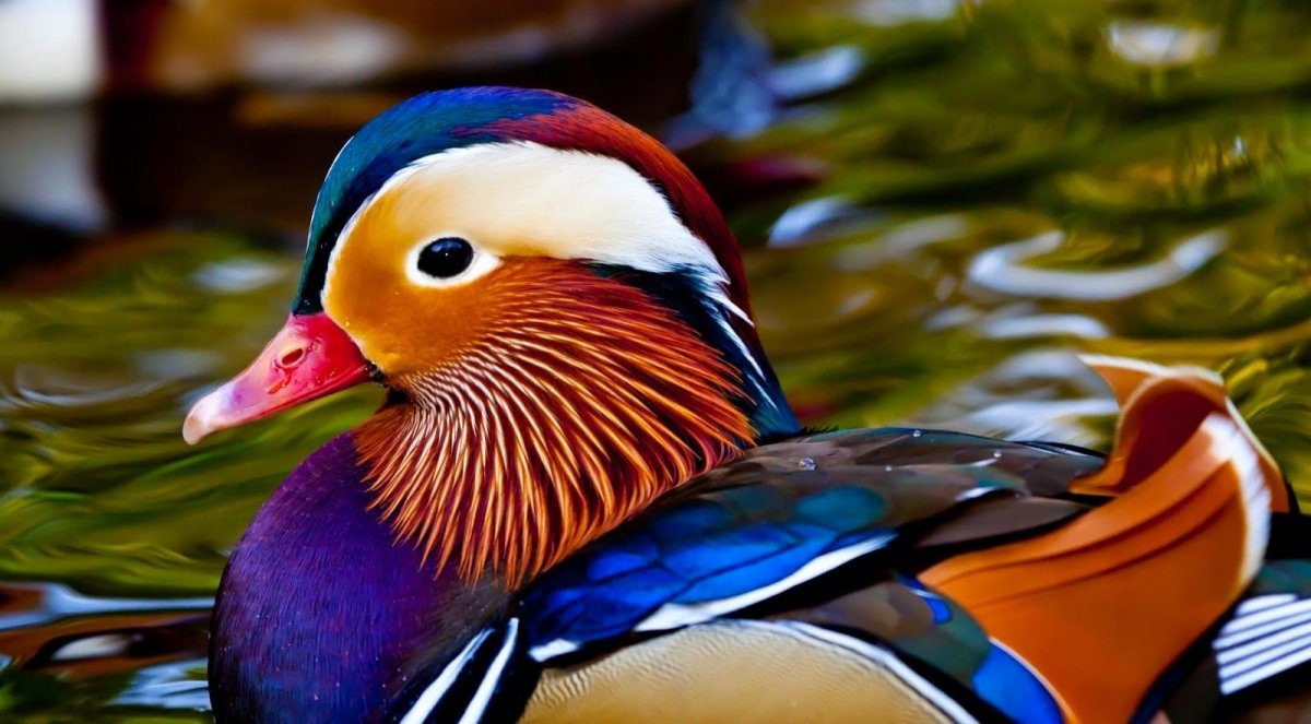 Зимородок птица