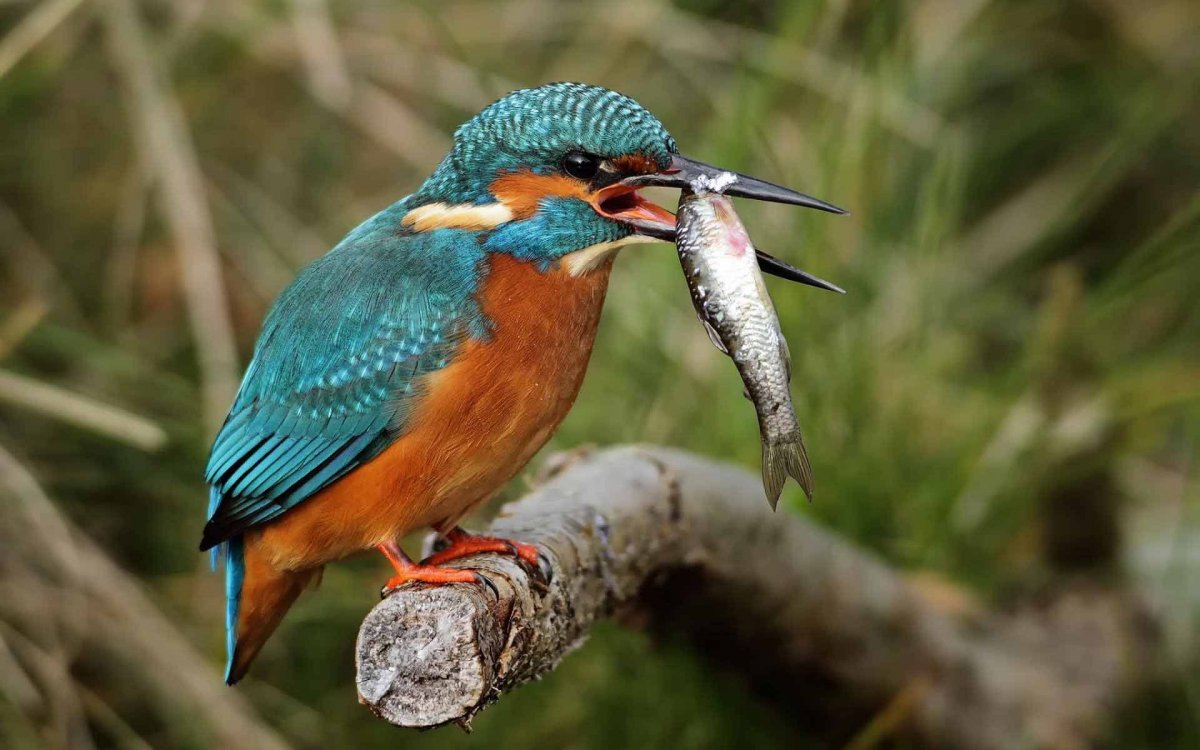 Птица ошейниковый трогон