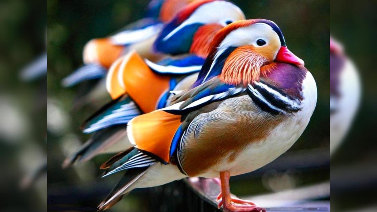 Красноголовый Снегирь