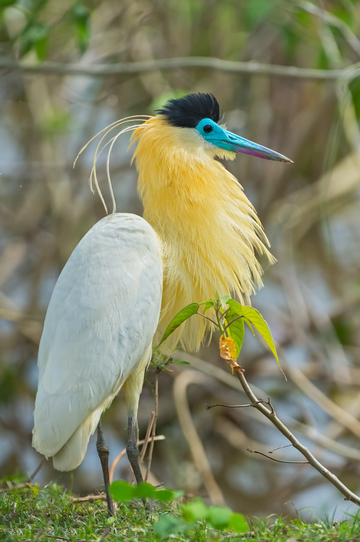 Красивые птицы