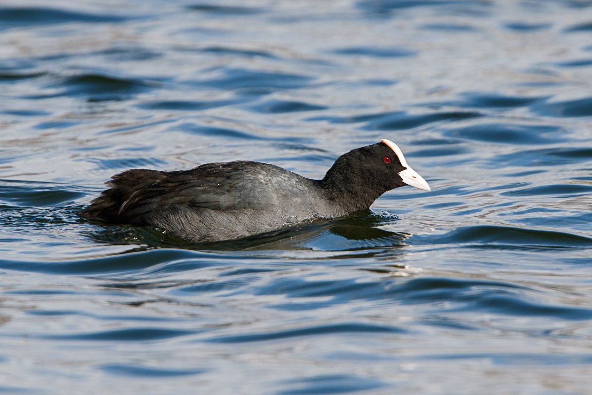 Водоплавающая черная утка с белой