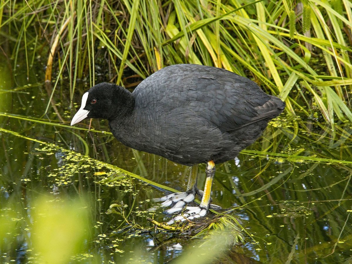 Морская утка черная