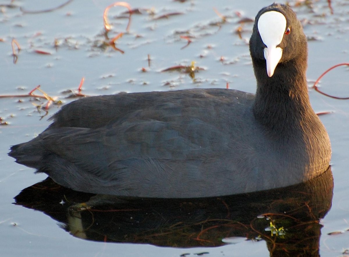 Лысуха птица